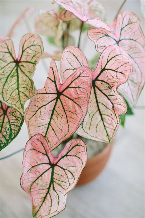 Pretty In Pink 15 Pink Houseplants That Add A Pop Of Color Article O