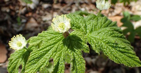 Goldenseal Herb