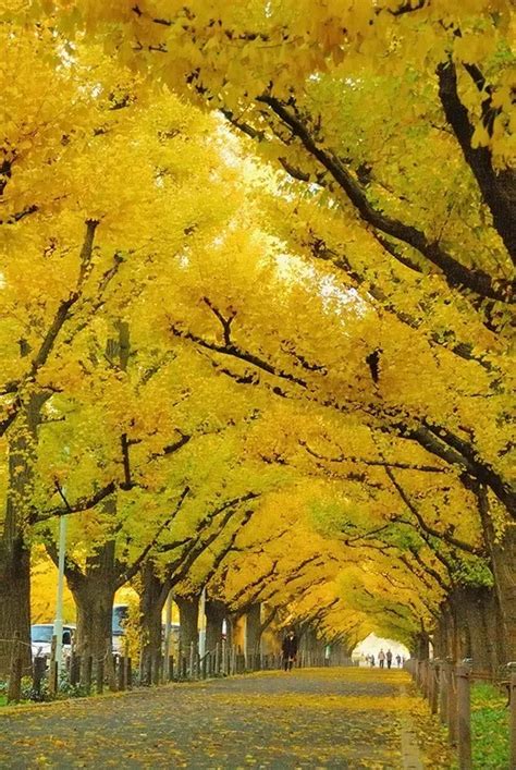 Ginkgo Tree 'Autumn Gold' For Sale Online | The Tree Center