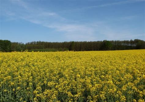 Fria Bild Natur Sommar Wildflower Bl Himmel Flora Solros V Xt