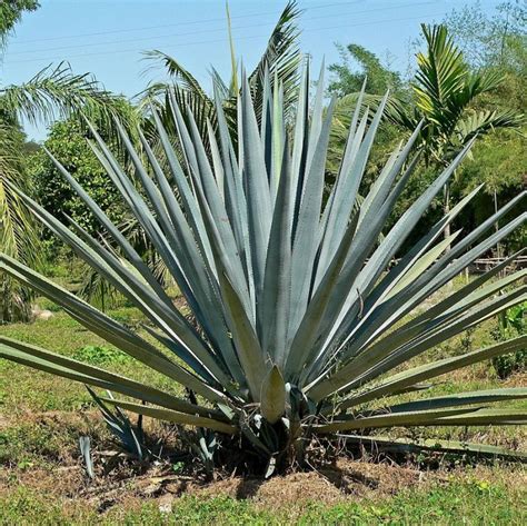 Tequila Agave | Star Nursery Garden and Rock Centers