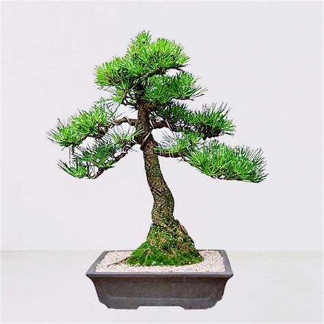 Pine Tree Bonsai – FlowerSeoul.kr