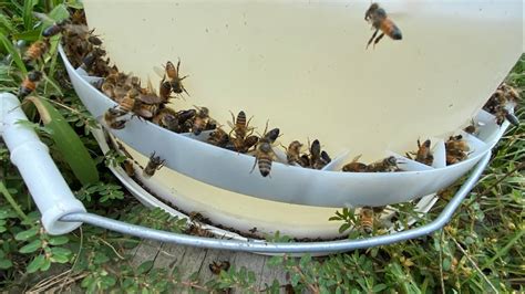 Honey Bee Feeder Plans