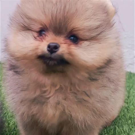 Cachorros Pomeranos En Venta Pomeranias Mx Mexico