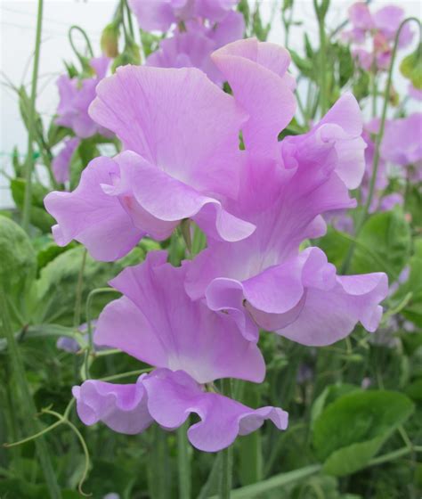 Ethel Grace Roger Parsons Sweet Peas