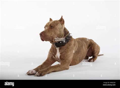 Pitbull Dog Hi Res Stock Photography And Images Alamy