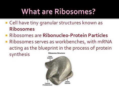 Ribosomes structure & function