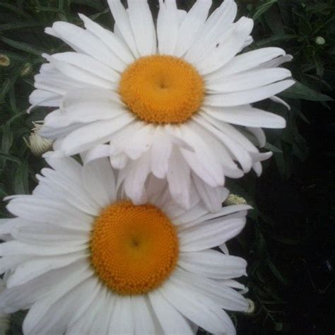 Декоративные ромашки #Джарылгач | Plants, Best