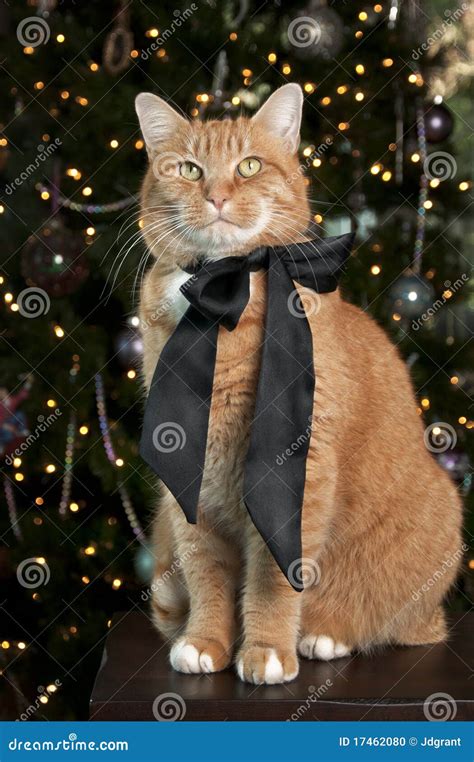 Orange Tabby Cat Stock Photo - Image: 17462080