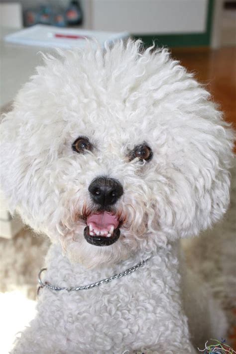 Cute Male Bichon Frise Stock Image Image Of Animal Puppy 55808029