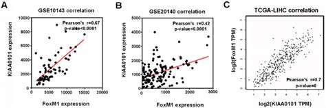 The Expression Levels Of Foxm1 And Kiaa0101 Were Significantly