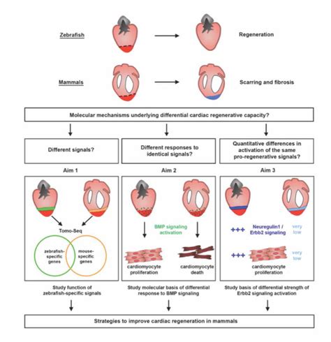 cardiac regeneration Archives - D'Uva's Lab 