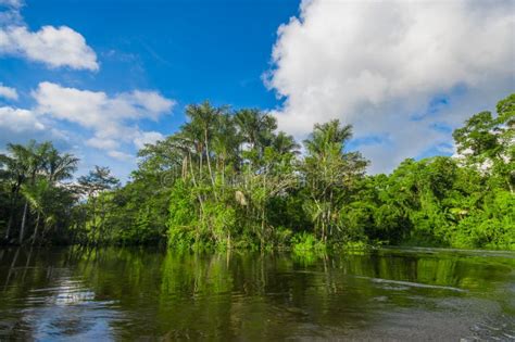 Dense Vegetation On Cuyabeno River Inside Of The Amazon Rainforest In