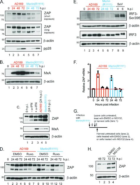 Zap Protein And Rna Expression In Hff Cells Infected With Ad169 Or