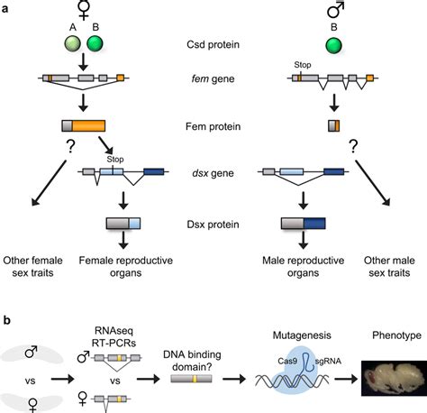 Sex Determination In Honeybees And The Search For Another Sex Specific