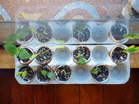 Germinating Seeds Indoors | How to Sow Seeds – Herboo