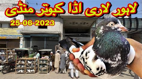 Lahore Lari Adda kabootar mandi Latest Update لاہور لاری اڈا کبوتر