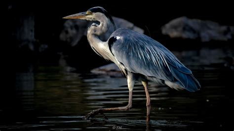 Héron Cendré Ardea Cinerea Parc Ornithologique Du Pont D Flickr