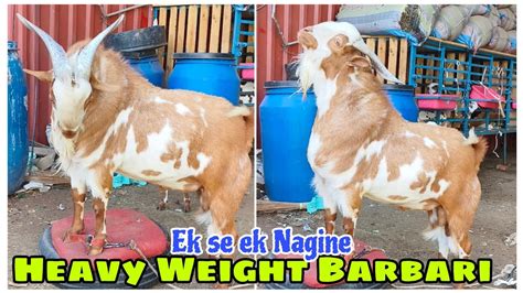 Heavy Weight Barbari Or Nayab Barbari Collection At Baba Goat Farm