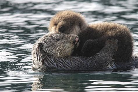 Sea Otter Pup Gets Comfy on Mom — The Daily Otter