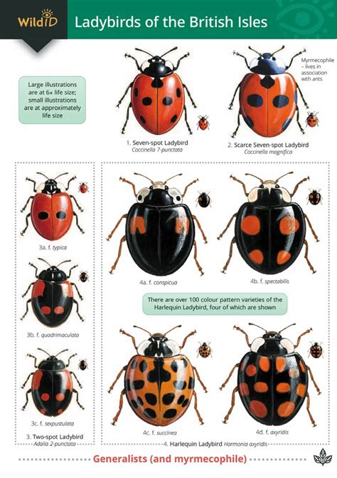 Guide to Ladybirds of the British Isles