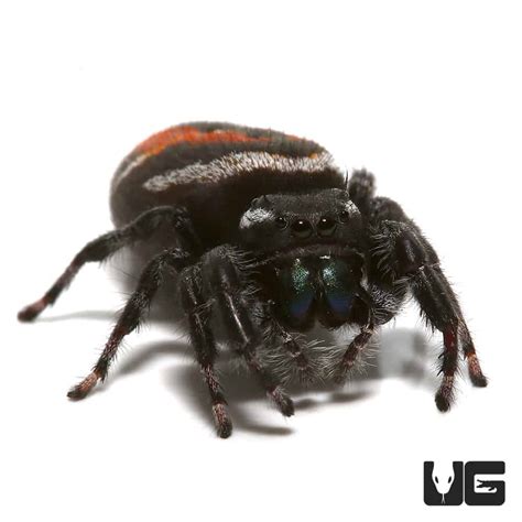 Red Backed Jumping Spider (Phidippus carneus) For Sale - Underground ...