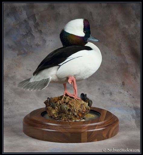 Standing Bufflehead Mounts