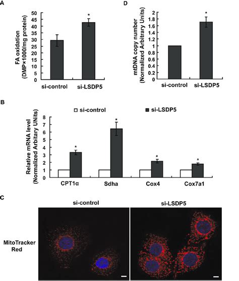 Depletion Of LSDP5 Increased Fatty Acid B Oxidation And The Number Of