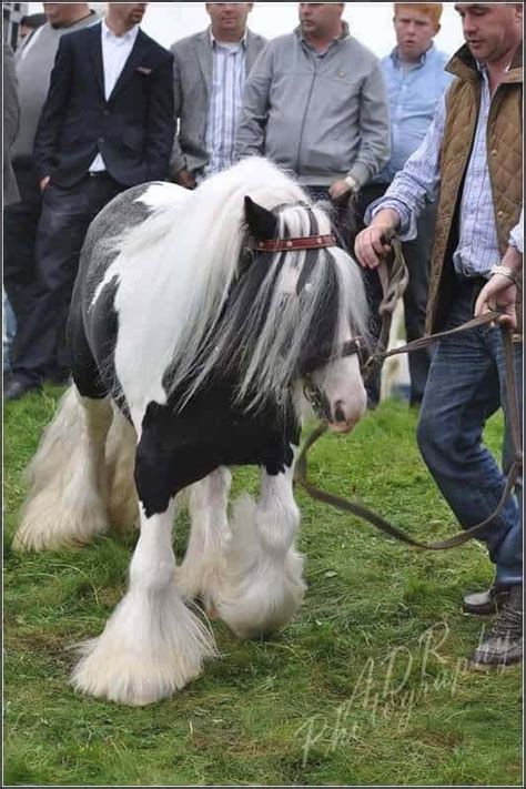 A Breed In The Making The Miniature Gypsy Horse