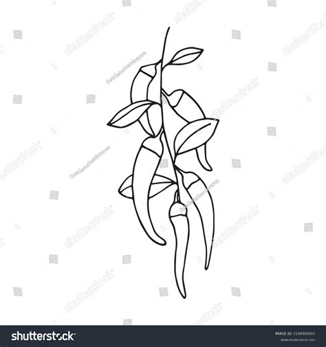 Vector Illustration Hot Chili Pepper Doodle Stock Vector Royalty Free Shutterstock