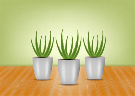 Realistic Illustration Of Aloe Vera Vector Concept Background