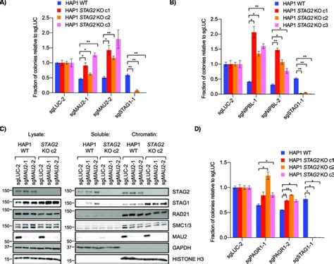 Knockout Of Cohesin Loaders In Hap Stag Ko Cells A B D