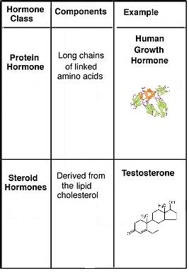 Peptide Hormones Overview Examples Therapy Study