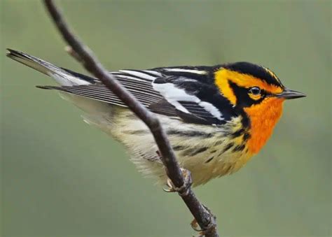 Top Reasons Essex County Is The Best For Birding