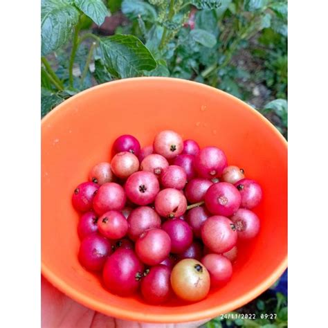 Jual Buah Ceri Kampung Buah Talok Buah Kersen Baleci Jamaica Cerry Buah