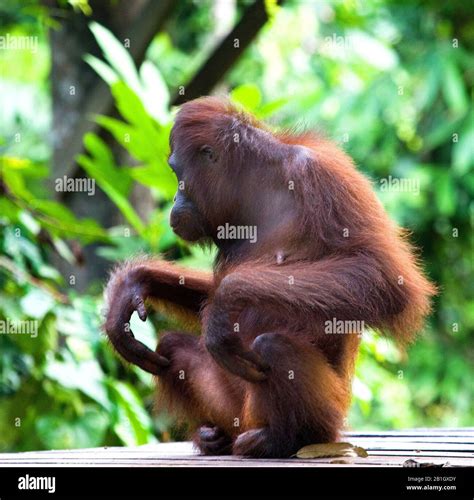 Bornean Orangutan Pongo Pygmaeus Pygmaeus Female Sitting Malaysia