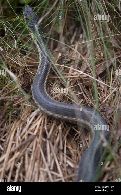 Common Garter Snake Slithering In The Grass Stock Photo Alamy