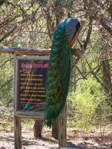 Mayfield Park Austin Tx Peacock Perched On Sign At Mayfi… Flickr