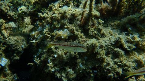 Striped Red Mullet Or Surmullet Mullus Surmuletus Undersea Aegean