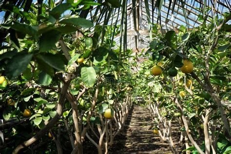 Alley Of Flowering Citrus Trees In The Greenhouse Stock Image Image