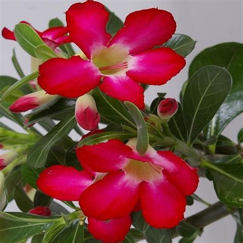 Adenium Obesum Desert Rose Plant Anouk