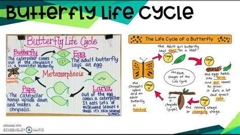 Stages Of Insect Life Cycle