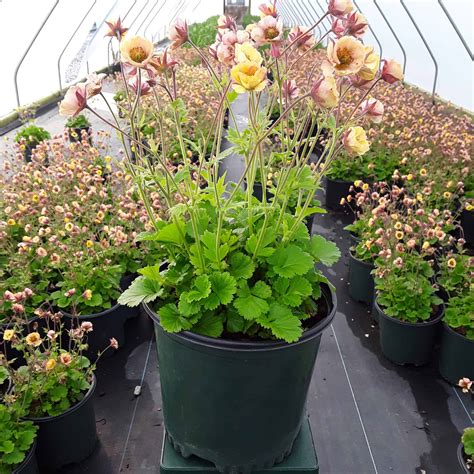 Tempo™ Yellow Avens - Grown By Overdevest