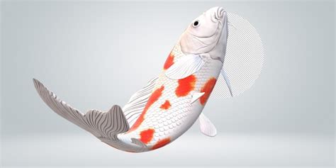 Poisson Carpe Koi Isol Sur Fond Transparent Psd Premium