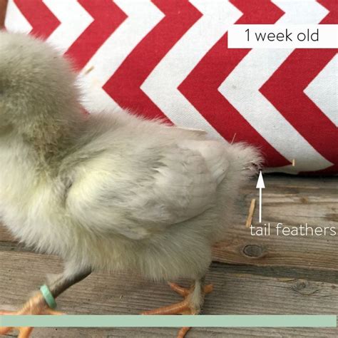 How To Sex A Chicken Baby Chickens Sexing Chickens Funny Chicken Pictures