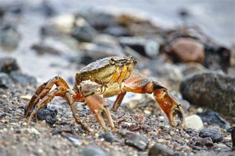 Common Shore Crab On A Pebble Beach Stock Photo Image Of Coast