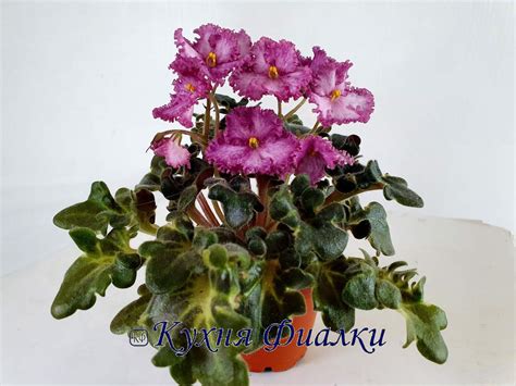 Фиалки мини, полумини, ампельные сорта,трейлеры