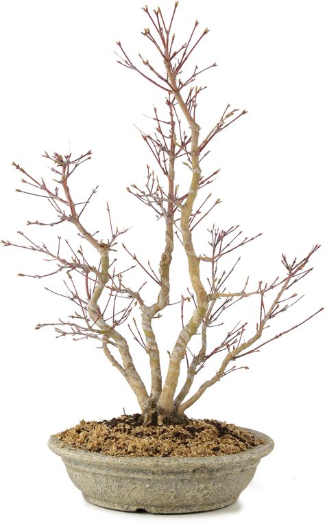 Acer palmatum, 51 cm, ± 15 years old - Bonsai Plaza