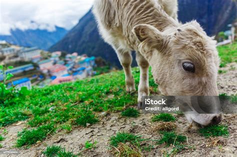 White Mountain Calf Stock Photo - Download Image Now - Agricultural ...