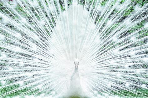 Albino Peacock Photograph by Spencer Callahan - Pixels